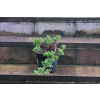 Jałowiec rozesłany Nana - Juniperus procumbens 0024