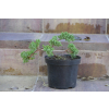 Jałowiec rozesłany Nana - Juniperus procumbens 0026