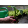 Funkia Fragrant Blue - Hosta hybrid