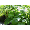 Funkia T- REX - Hosta