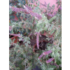 Amorfa sina-Amorpha canescens