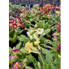 Pierwiosnek wyniosły-Primula elatior