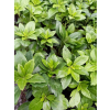Runianka japońska Green Carpet - Pachysandra terminalis