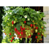Truskawka Kaskada - Fragaria × ananassa