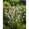 Gaura Lindheimera Whirling Butterflies - Gaura lindheimer