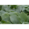 Funkia Fragrant Blue - Hosta hybrid