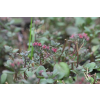 Rozchodnik naskalny Bertram Anderson - Sedum hybridum