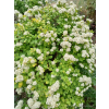 Tawuła brzozolistna Tor-Spiraea betulifolia