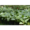 Funkia Fragrant Blue - Hosta hybrid