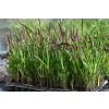 Imperata cylindryczna Red Baron - Imperata cylindrica