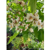 Katalpa zwyczajna-Catalpa bignonioides