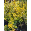 Trzmielina Emerald`n Gold-Euonymus fortunei