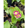Pierwiosnek omszony-Primula pubescens