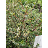 Irga himalajska-Cotoneaster glacialis