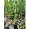 Miskant chiński Zebrinus-Miscanthus sinensis