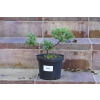 Jalowiec łuskowy Holger - Juniperus squamata 0006