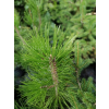 Sosna bośniacka-Pinus heldreichii