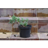 Jalowiec łuskowy Holger - Juniperus squamata 0005