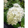 Hortensja bukietowa Lammetje-Hydrangea paniculata