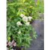 Jarzmianka - Astrantia