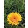 Oman wąskolistny-Inula ensifolia Compacta