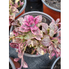 Dąbrówka rozłogowa różowo-purpurowa - Ajuga reptans