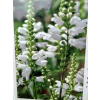 Odętka wirginijska Alba - Physostegia virginiana