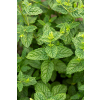 Mięta marokańska-Mentha spicata Moroccan