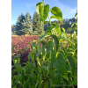 Eukomia wiązowata-Eucomia ulmoides