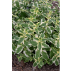Mięta Variegata - Mentha rotundifolia