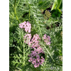 Krwawnik pospolity - Achillea millefolium Colorado