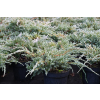 Jałowiec łuskowy Blue Carpet - Juniperus squamata