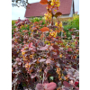 Berberys Thunberga Atropurpurea-Berberis thunbergii
