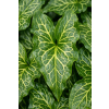 Obrazki włoskie - Arum italicum