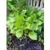 Funkia zielona-Hosta