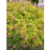 Tawuła japońska Golden Princess-Spiraea japonica