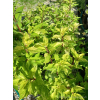 Hortensja bukietowa Summer Snow-Hydrangea paniculata