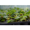 Sadziec Baby Joe - Eupatorium maculatum