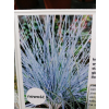 Kostrzewa sina Uchte - Festuca glauca Uchte