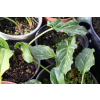 Obrazki włoskie - Arum italicum