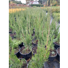Jałowiec chiński Spartan-Juniperus chinensis