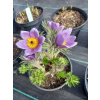 Sasanka zwyczajna Pinwheel Blue Violet Shades  - Pulsatilla vulgaris
