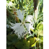 Goździk wspaniały-Dianthus superbus