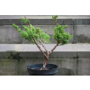 Jałowiec chiński Shimpaku - Juniperus chinensis 0081