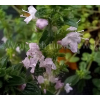 Macierzanka piaskowa-Thymus serpyllum