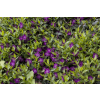 Barwinek pospolity Atropurpurea - Vinca minor