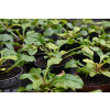 Dąbrówka rozłogowa Gold Chang - Ajuga reptans