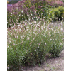 Gaura Lindheimera Whirling Butterflies - Gaura lindheimer