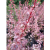 Berberys Thunberga Rosetta-Berberis thunbergii