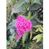 Tawuła japońska Neon Flash-Spiraea japonica